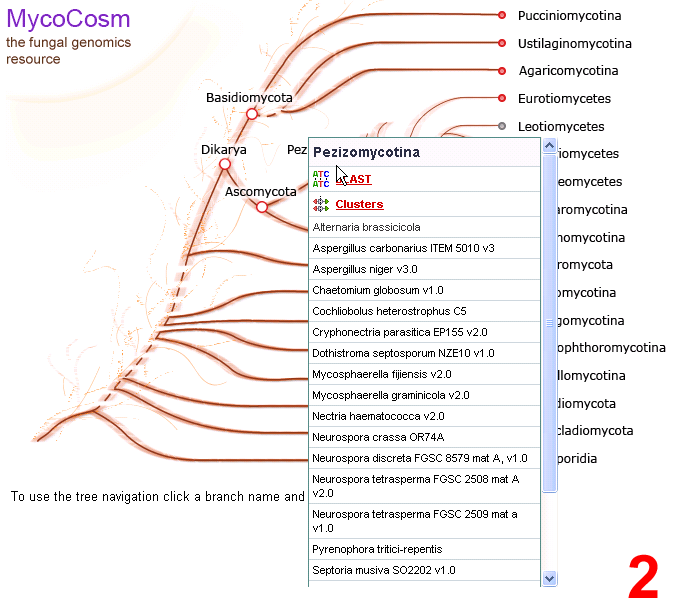 Entering BLAST From mycocosm