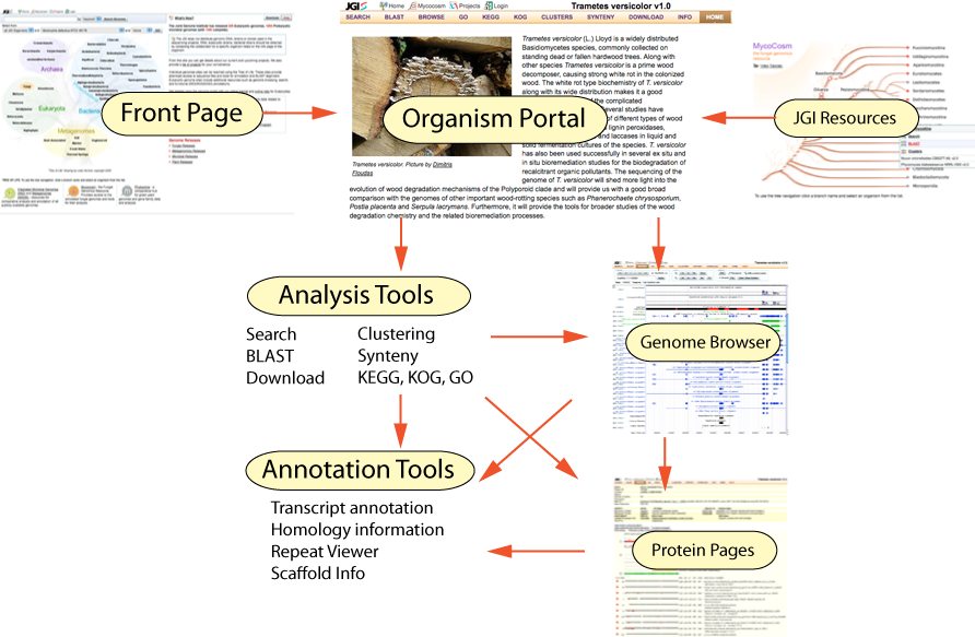 Primary elements of the JGI Genome Portal