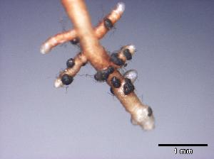 Acephala macrosclerotiorum