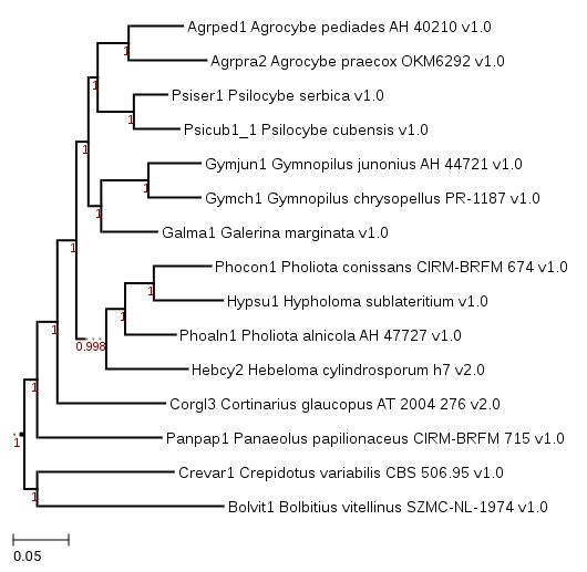 Maximum Likelihood phylogeny showing phylogenetic neighborhood of Agrpcybe praecox (Agrpra2).