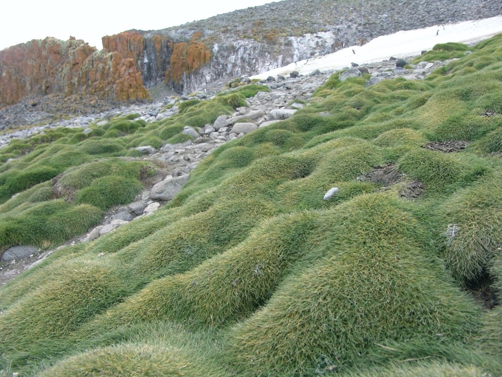 The Antarctic hair grass (Deschampsia antarctica)