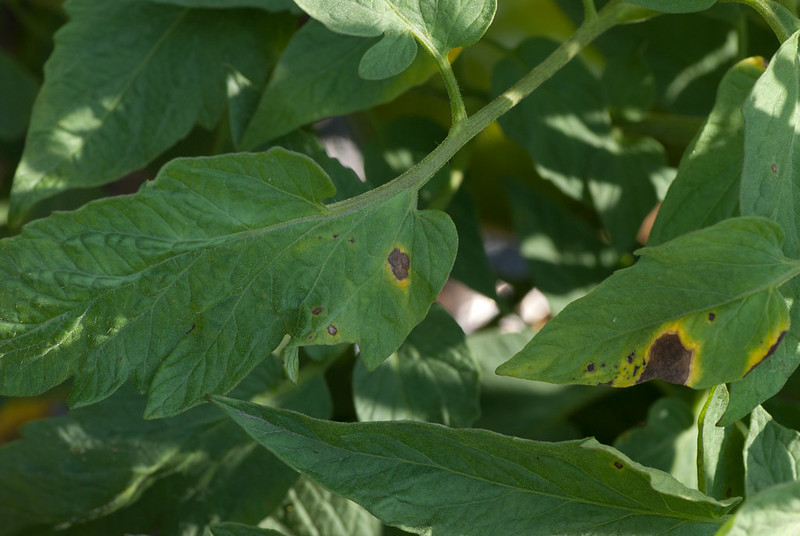 Early blight on tomato leaves.