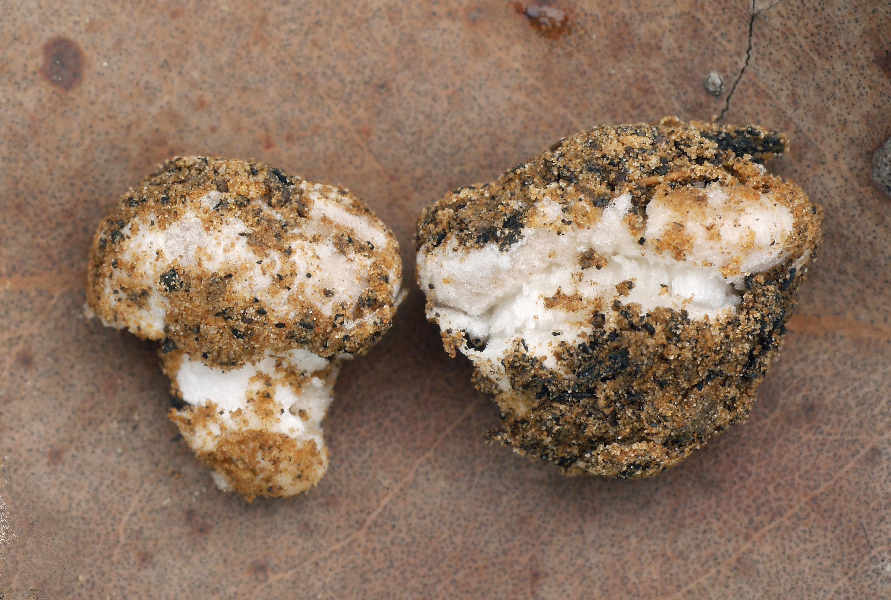 Amanita aff. grandis