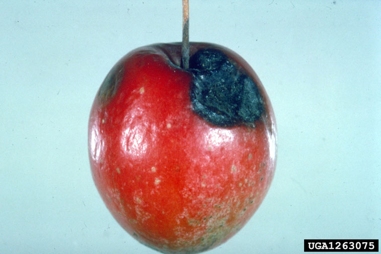 Alternaria blotch of apple caused by Alternaria mali.