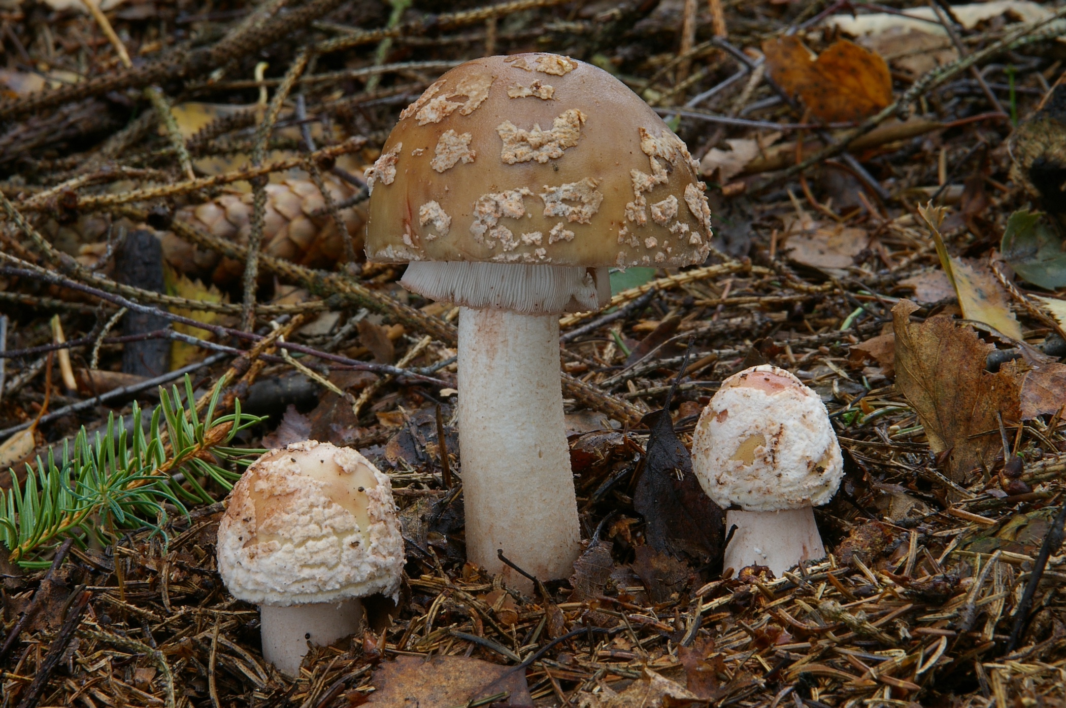 Amanita rubescens