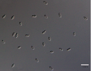 Photo of Ampelomyces quisqualis HMLAC05119 v1.0