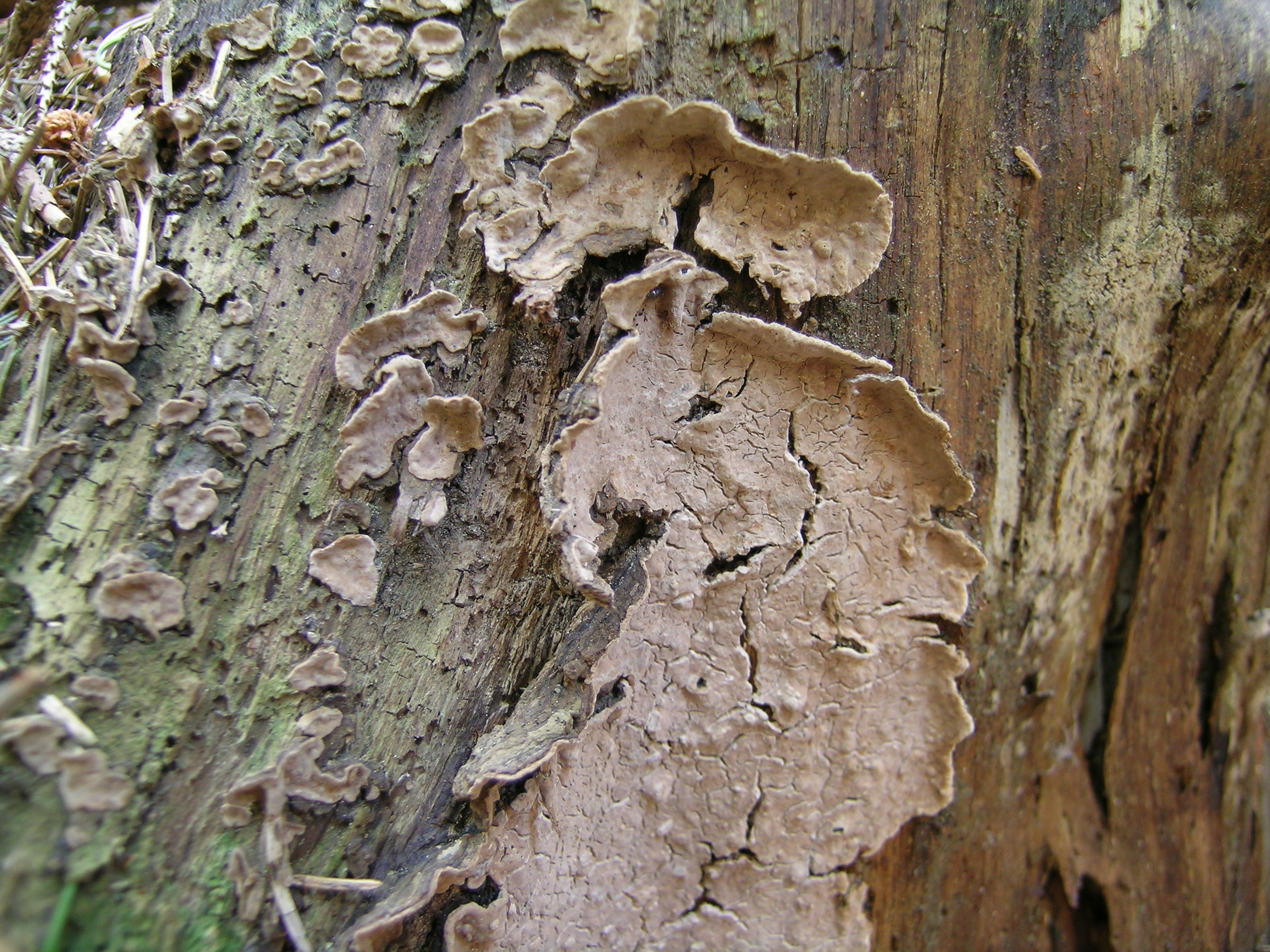Fruiting bodies of the crust fungus Amylostereum chailletii on Picea abies. Note the exit holes of the siricid woodwasps forming symbiotic associations with A. chailletii. (credit : Bernard Slippers, University of Pretoria).