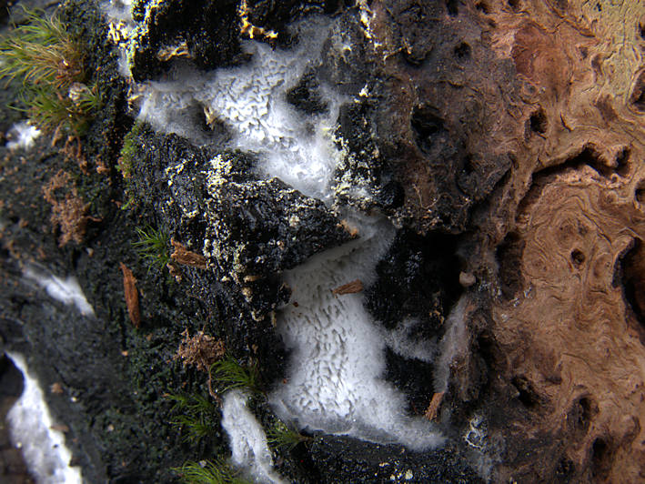 Anomoporia kamtschatica fruiting on charred pine wood