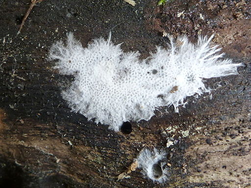Anomoloma myceliosum
