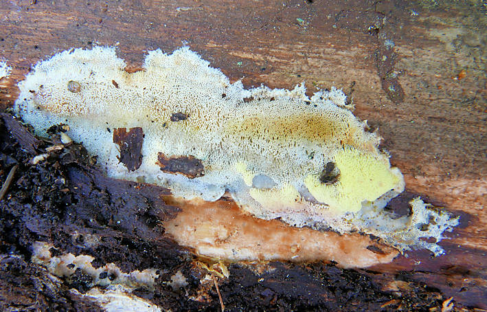 Antrodiella citrinella fruiting body under a rotten spruce trunk in old-growth forest, central Finland (collection Otto Miettinen 21566.1, origin of the genome strain) [Photo credit: Otto Miettinen]