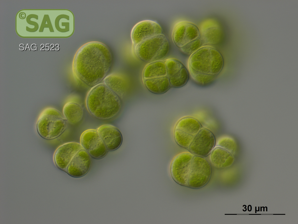 Apatococcus fuscideae SAG 2523 [Image credit: T. Darienko: 2016-11-22; <a href="https://sagdb.uni-goettingen.de/detailedList.php?str_number=2523" target=_blank>SAG Culture Collection</a>, licensed under <a href="https://creativecommons.org/licenses/by-sa/4.0/" target=_blank>CC BY-SA 4.0</a>]