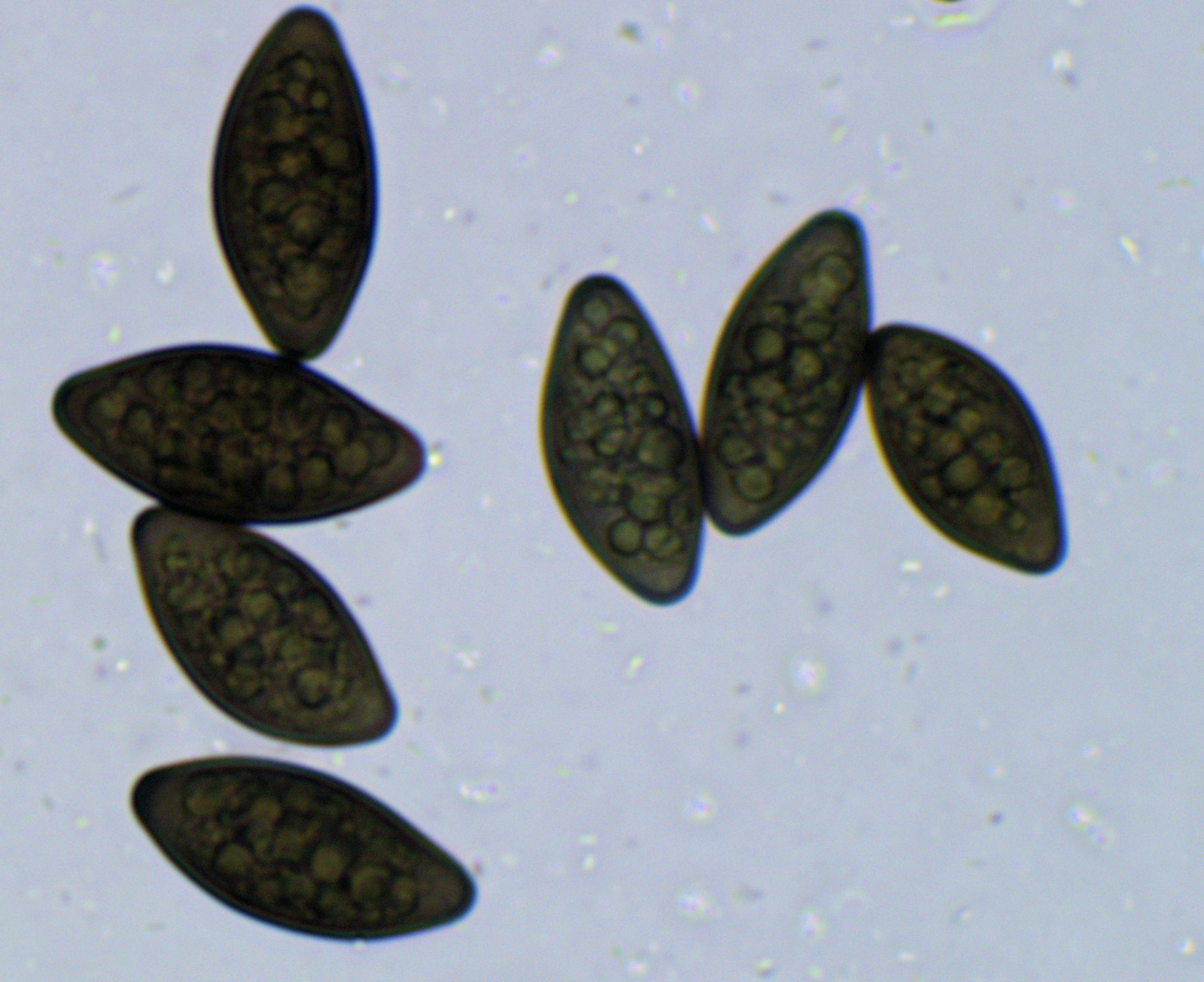Ascospores of Apodus sp. [Image Credit: Pr. Philippe Silar, Université Paris Cité.]