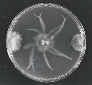 Figure 2. Mating in a 9 cm petri dish. Left and right are colonies of compatible, haploid strains of A. gallica. Center, a pairing of these two strains showing a compatible mating reaction. The strand-like structures are rhizomorphs.