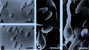 Morphology of A.fermentans as determined by light microscopy (A and B) and scanning electron microscopy (C and D) from Lee et al. (1)
