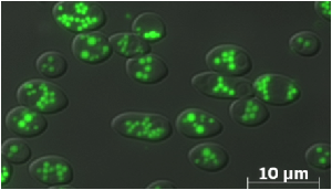 Blastobotrys adeninivorans LS3 in glucose medium after 24 hours growth. Lipid bodies are colored in green with BODIPY.
Courtesy of Stephane Thomas at INRA Institut Micalis, France
