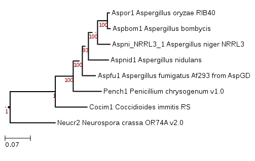 Phylogenetic tree showing position of Aspergillus bombycis NRRL 26010