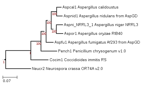 Phylogenetic tree showing position of Aspergillus calidoustus
