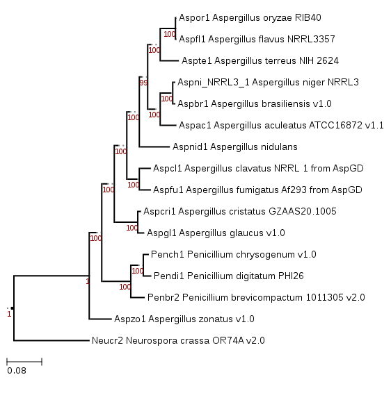 Phylogenetic tree showing position of Aspergillus cristatus