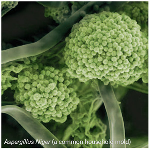 Photo of Aspergillus niger ATCC 1015 v3.0