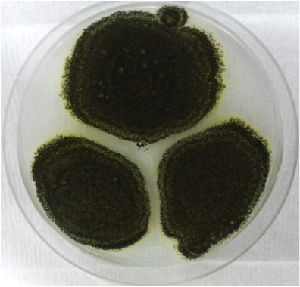 Photo of Aspergillus niger van Tieghem ATCC 13496 v1.0