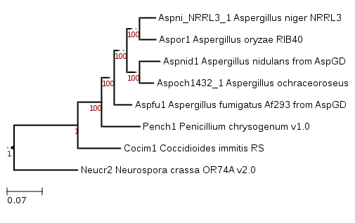 Maximum likelihood phylogenetic tree showing phylogenetic position of Aspergillus ochraceoroseus SRRC1432