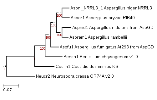 Phylogenetic tree showing position of Aspergillus rambellii
