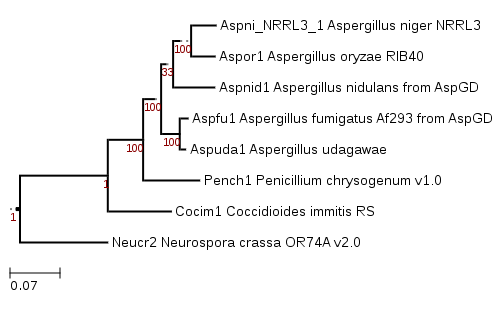 Phylogenetic tree showing position of GENUS_SPECIES
