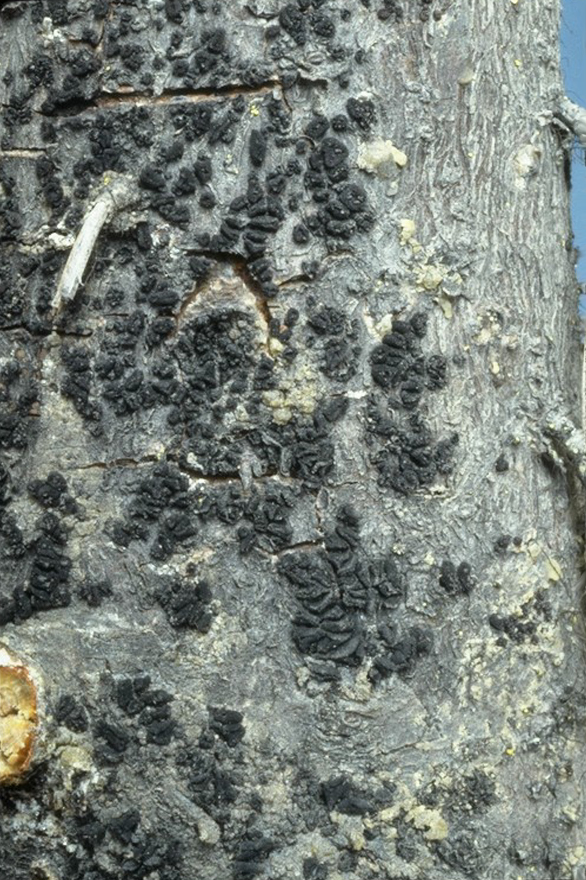 Fruiting bodies (apothecia) of Atropellis piniphila on lodgepole pine.
