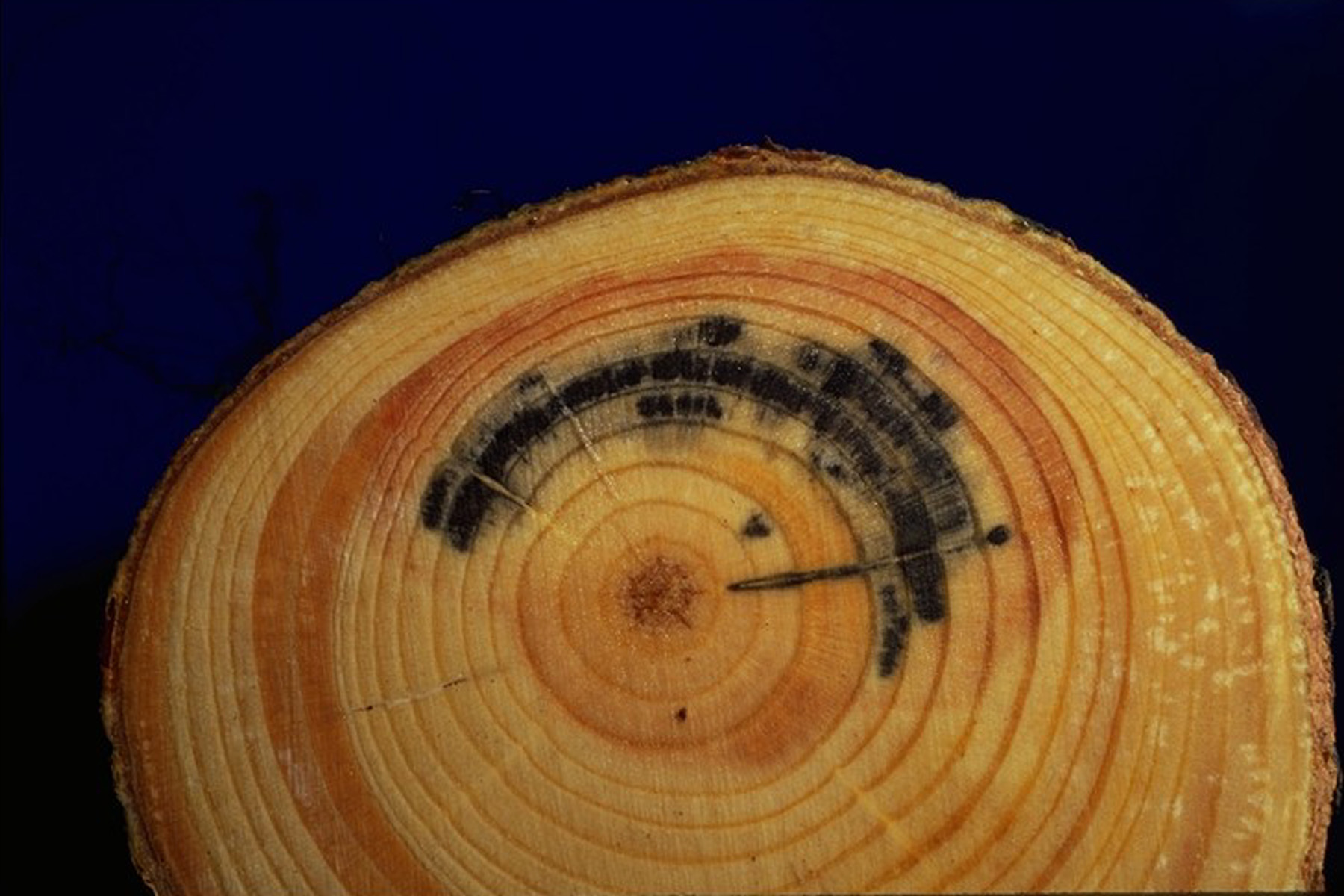 Blue staining of sapwood caused by Atropellis piniphila.