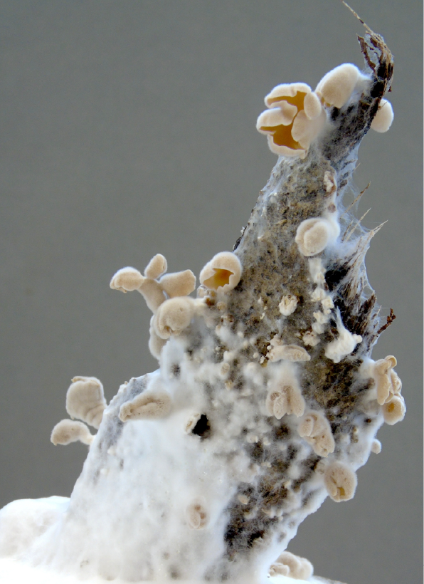 Auriculariopsis ampla cultured on poplar bark in vitro (Credit: Éva Almási, László Nagy)