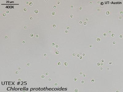 Micrograph of Auxenochlorella protothecoides UTEX 25