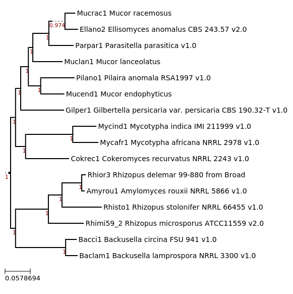 Maximum likelihood phylogeny, generated using FastTree, showing phylogenetic relationship between Backusella lamprospora NRRL 3300  and related species.