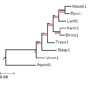 Phylogenetic tree showing Birnuria novae-zelandiae (Bimnz1) with Karstenula rhodostoma (Karrh1) and other Dothideomycetes.