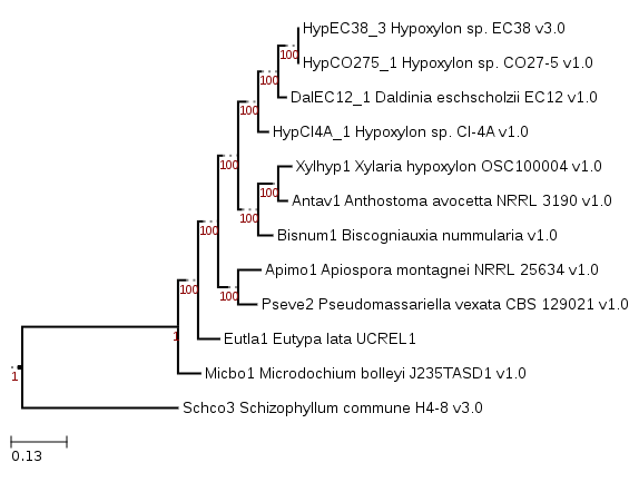 Phylogenetic tree with Biscogniauxia nummularia and comparative fungi