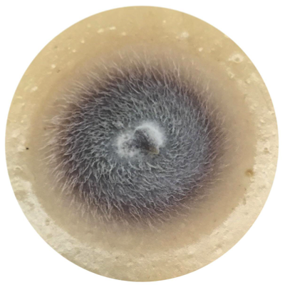 Colony morphology of Bisporella sp. growing on oatmeal agar. Photo credits: J. A. Rojas.