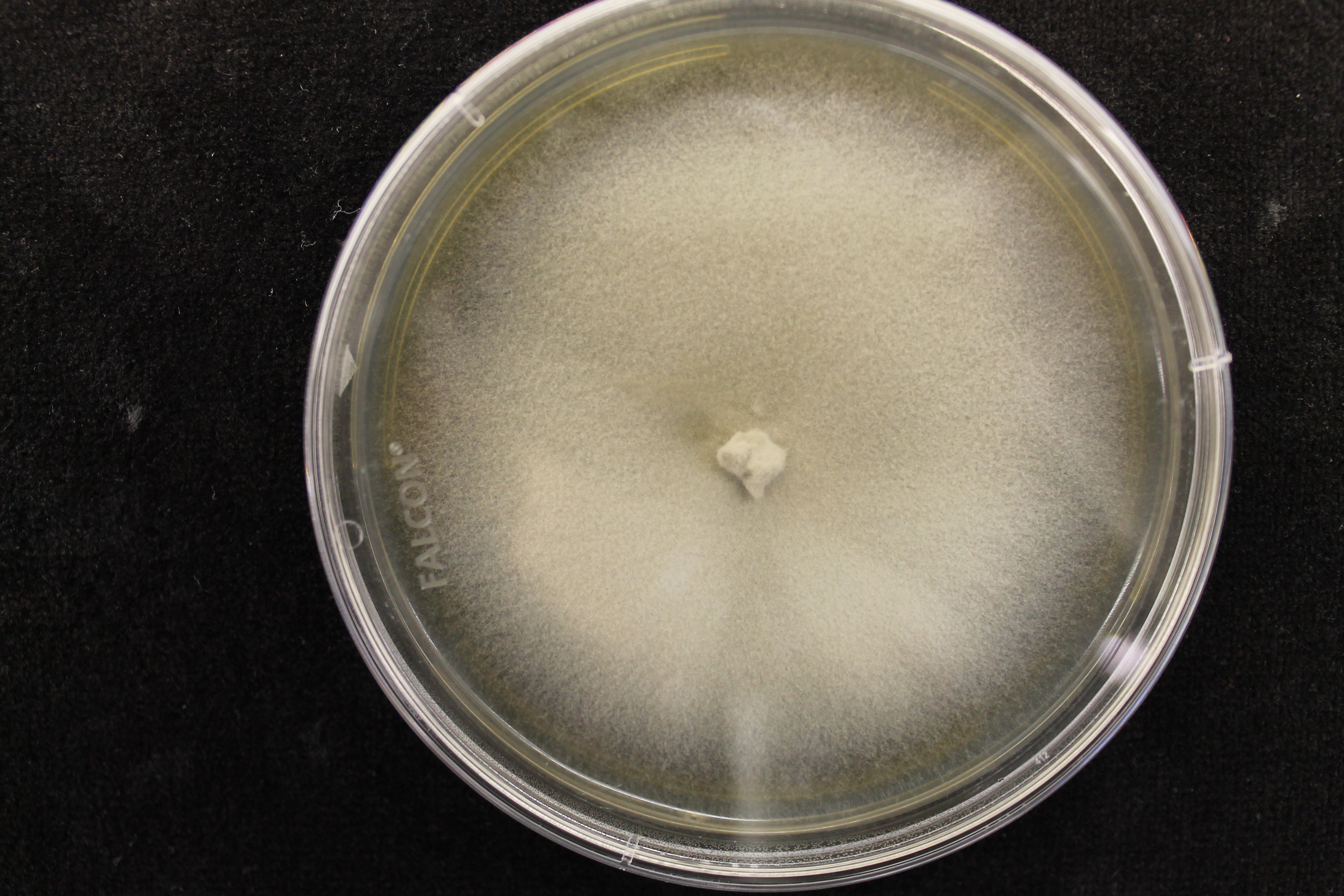Lasiosphaeriaceae sp. AZ0830 on 2% malt extract agar (MEA). photo credit: J. M. U’Ren.