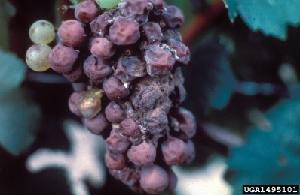 Grapes infected by Botrytis cinerea (Picture by University of Georgia Plant Pathology Archive, University of Georgia, Bugwood.org)