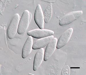Ascospores of Botryosphaeria dothidea