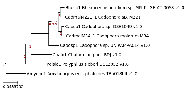 Maximum Likelihood tree showing phylogenetic neighborhood of Cadophora malorum M34 (CadmalM34_1)