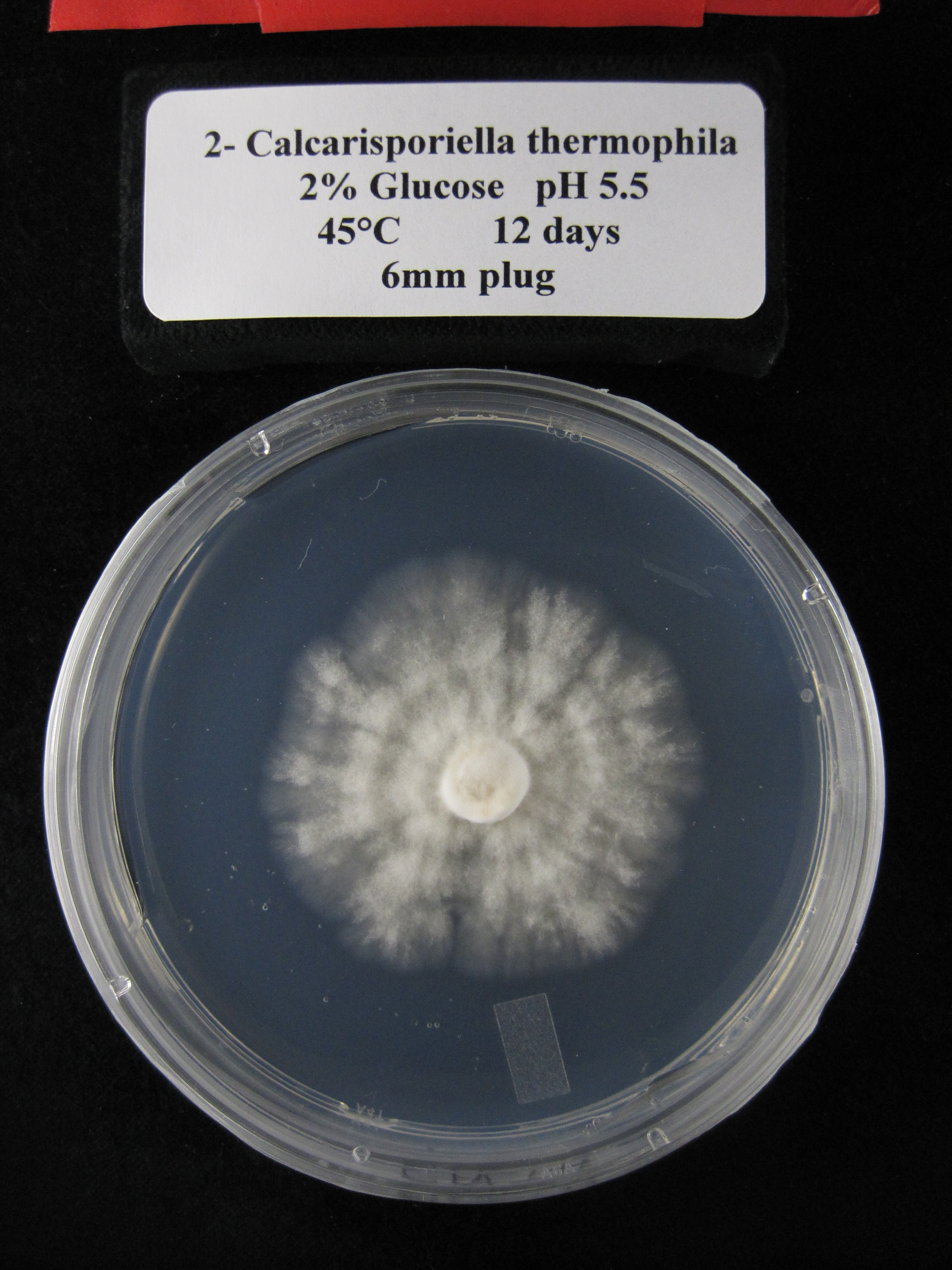 Photo of Calcarisporiella thermophila CBS 279.70