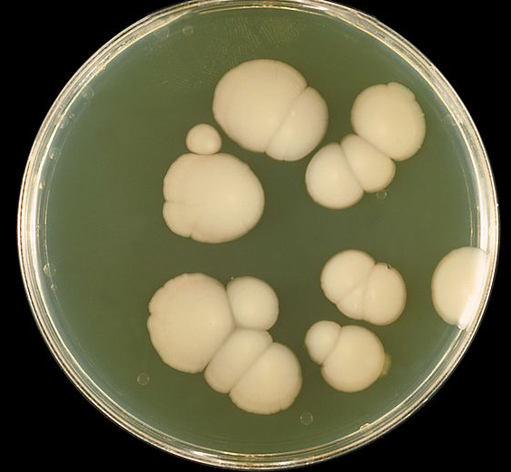 Candida albicans growing on Sabouraud agar.