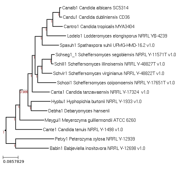 Maximum-Likelihood phylogeny generated by FastTree for Candida dubliniensis CD36 and related species