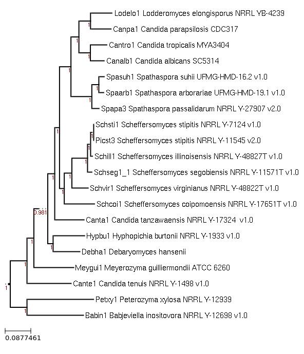 Maximum-Likelihood phylogeny generated by FastTree for Candida parapsilosis CDC317 and related species