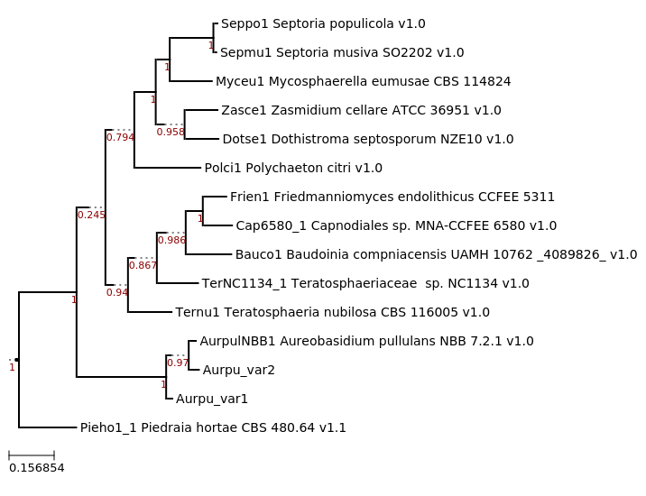 Maximum Likelihood phylogeny (generated using FastTree) displaying phylogenetic relationship between Capnodiales sp. MNA-CCFEE 6580 and related fungi.
