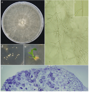 Ceratobasidium sp. anastomosis group I; DN8442
