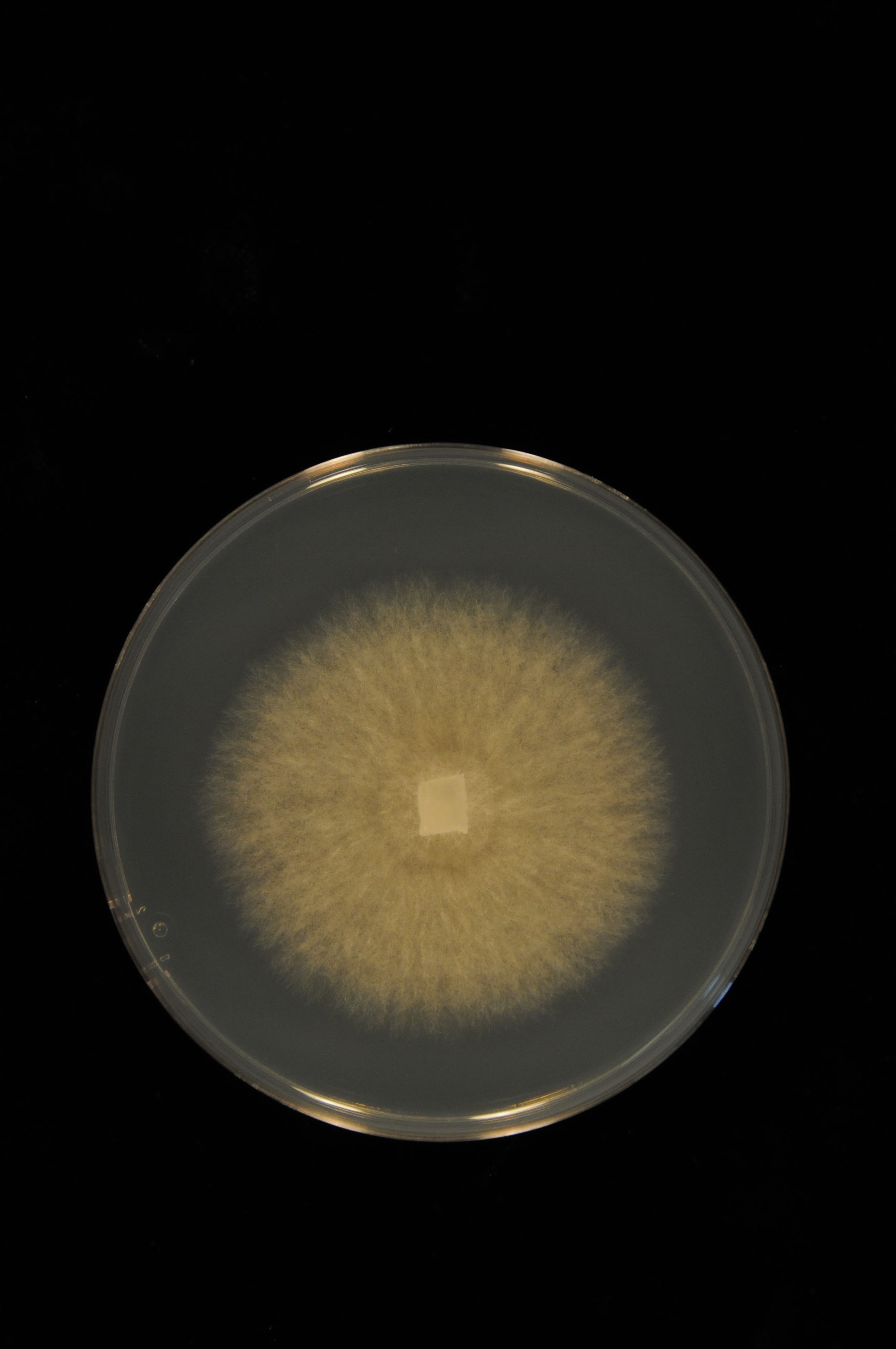 Ceratobasidium sp. 379 growing in the lab [Photo credit: Mike Kane]