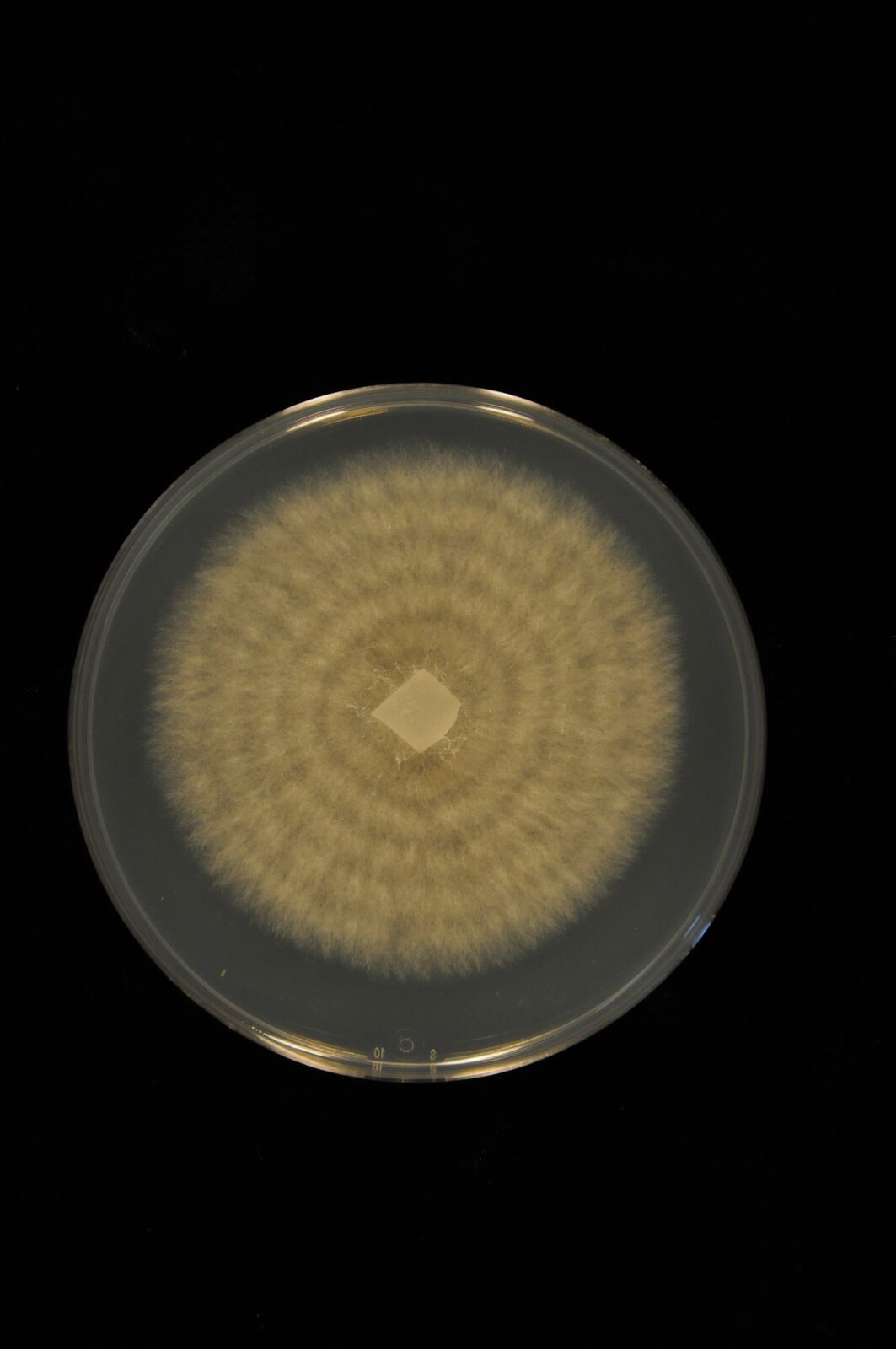 Photo of Ceratobasidium sp. 394 v1.0