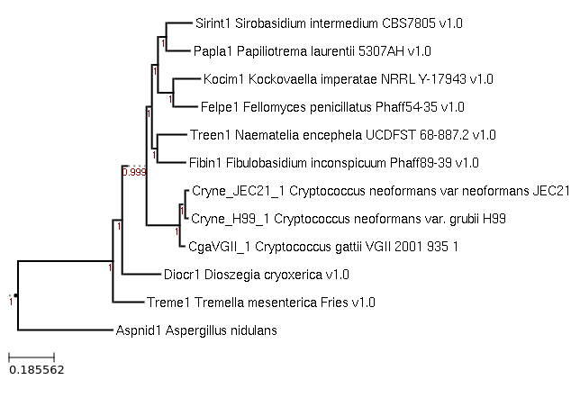 The species tree image of Cryptococcus gattii VGII 2001/935-1