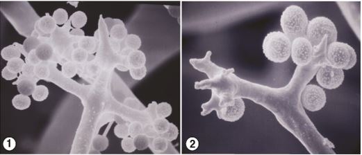 Figure 1) Whorl of pedicellate unispored sporangia from Chaetocladium brefeldii. Figure 2) At maturity, C. brefeldii sporangia detach from sporangiophores. Images by Kerry O'Donnell.
