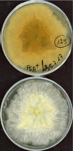 Chaetomium funicola MPI-SDFR-AT-0129 growing in the lab.